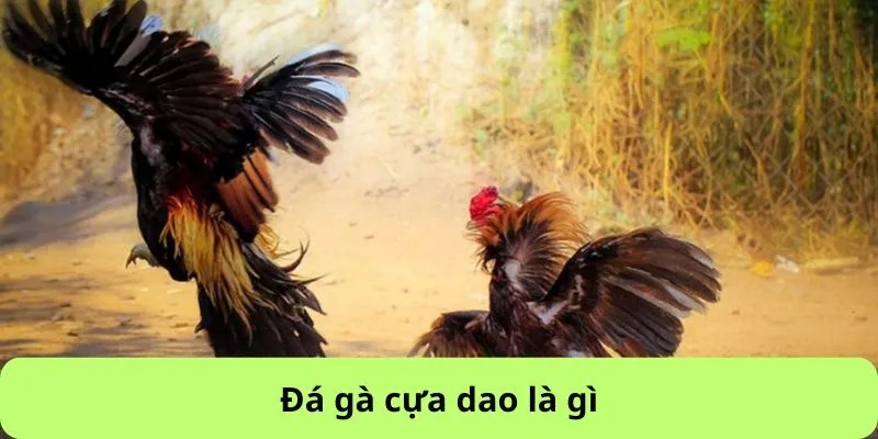 Đá gà cựa dao tại F168 là gì?