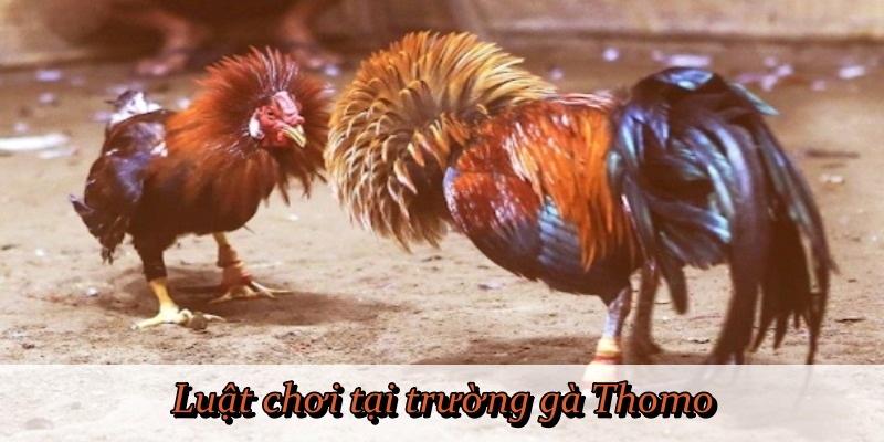 Luật chơi tại trường gà Thomo