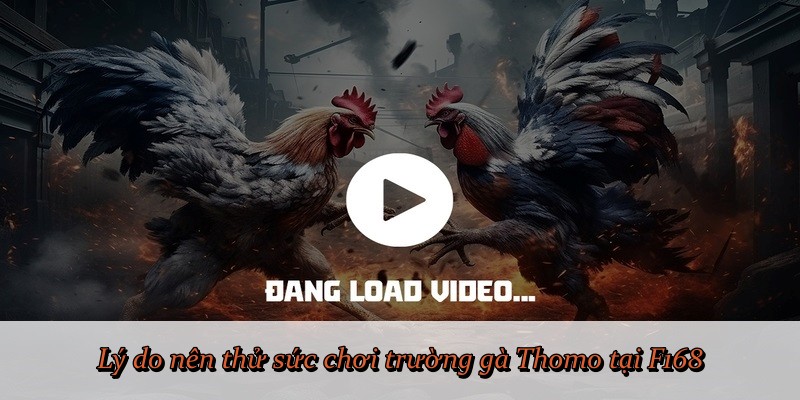 Lý do nên thử sức chơi trường gà Thomo tại F168