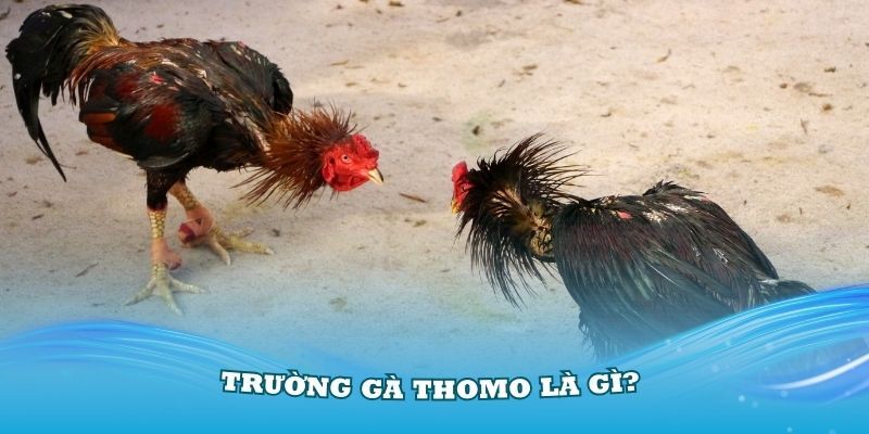 Trường gà Thomo là gì?