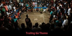 trường gà Thomo