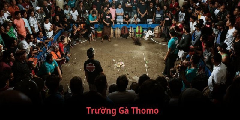 trường gà Thomo